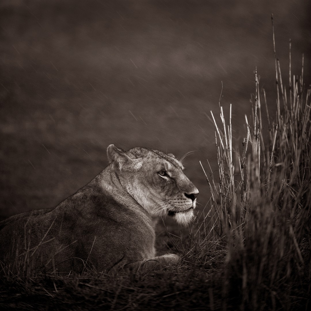 Lioness Resting Under Heavy Rain
