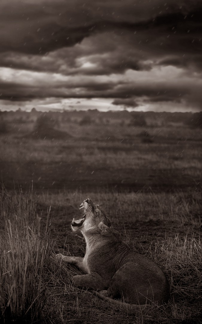 Lioness Yawning in the Storm