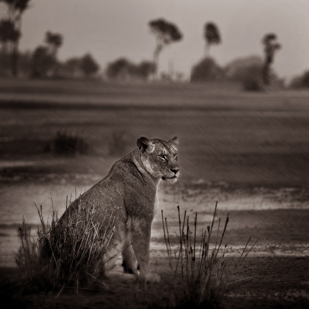 Lioness Sitting in the Rain