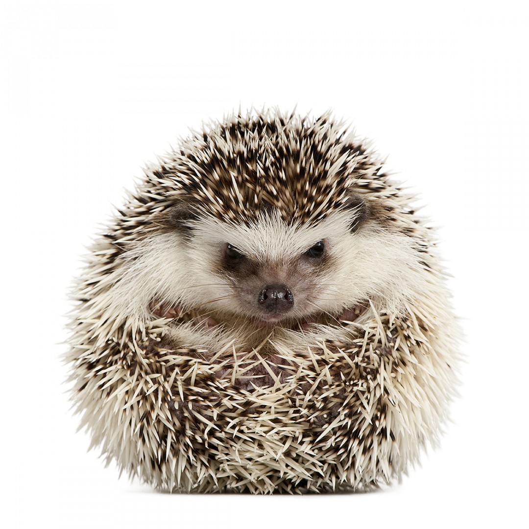 Four-toed Hedgehog - Atelerix albiventris (2 years old)