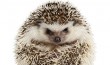 Four-toed Hedgehog - Atelerix albiventris (2 years old)