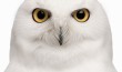 male Snowy Owl (Bubo scandiacus) (8 years old)