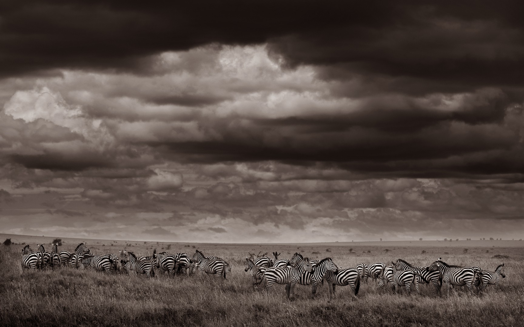 Herd of Zebra Just after Light Rain