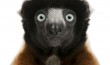 Crowned Sifaka - Part of the book Zoo'M : http://goo.gl/g7j31Q