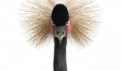 Black Crowned Crane - Balearica pavonina (15 years old)
