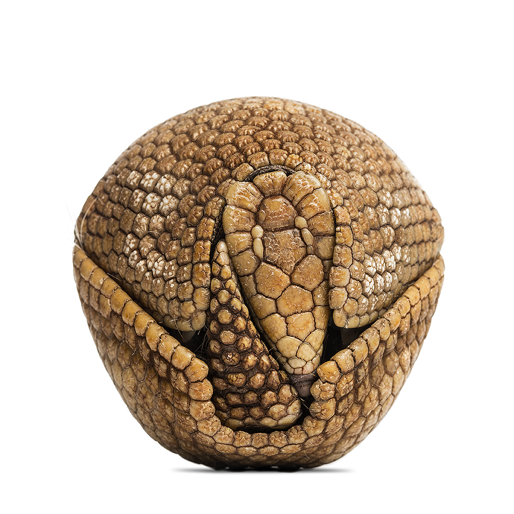 Brazilian three-banded armadillo rolled up, Tolypeutes tricinctus - 4 years old