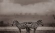 Two Zebras Under the Storm