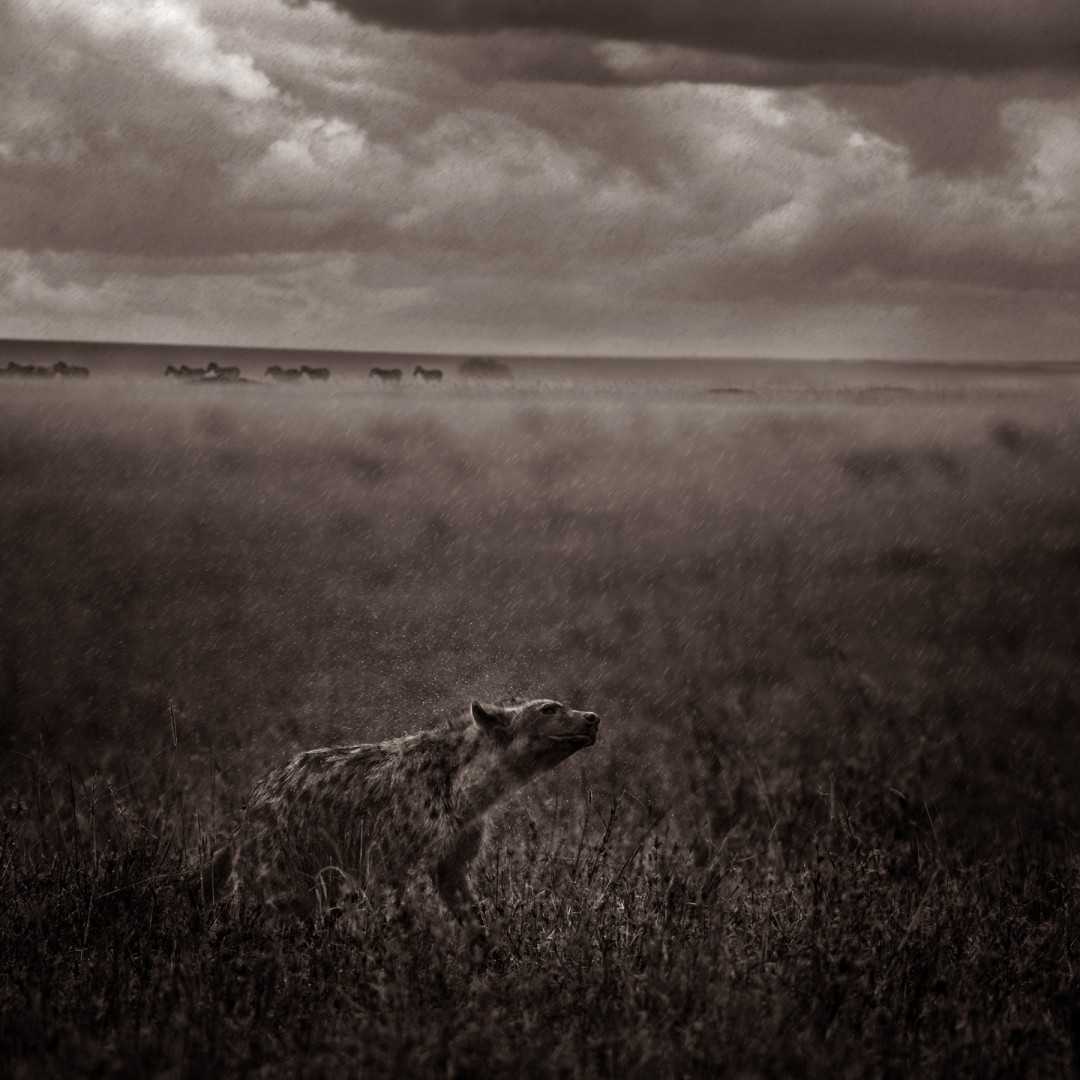 Hyena shaking off the rain