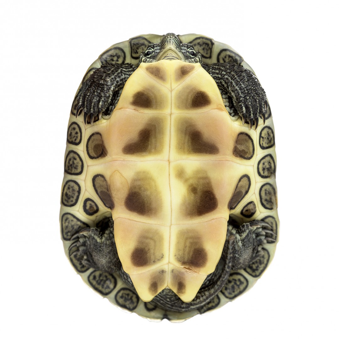 Chinese stripe-necked turtle (1 year old), Ocadia sinensis, hiding in its shell in front of a white background