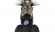 Black Casqued Hornbill