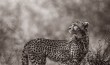 Curious cheetah cub