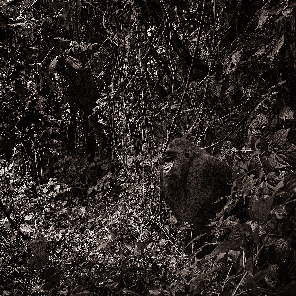 Getting out - Silverback - Virunga national park