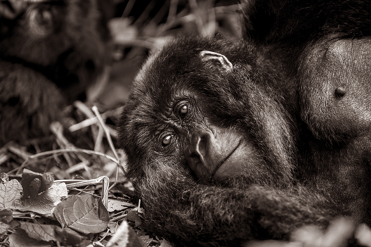 mountain gorilla resting on the grass in virunga national park, DRC, Africa