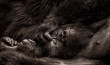 female Mountain gorilla sleeping, Virunga National Park, DRC, Africa