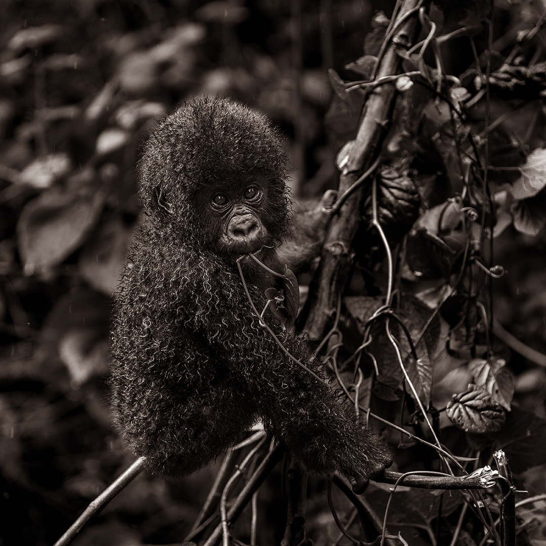 Young gorilla feeding from a branch