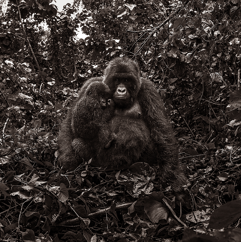Motherly love - Virunga national park