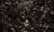Resting silverback - Virunga national Park
